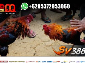 Cara Bermain Sabung Ayam Online SV388 - Hkhll