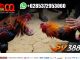 Cara Bermain Sabung Ayam Online SV388 - Hkhll