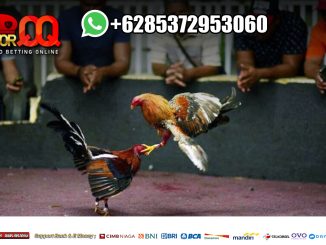 SABUNG AYAM SV388 DEPOSIT PULSA Hkhll