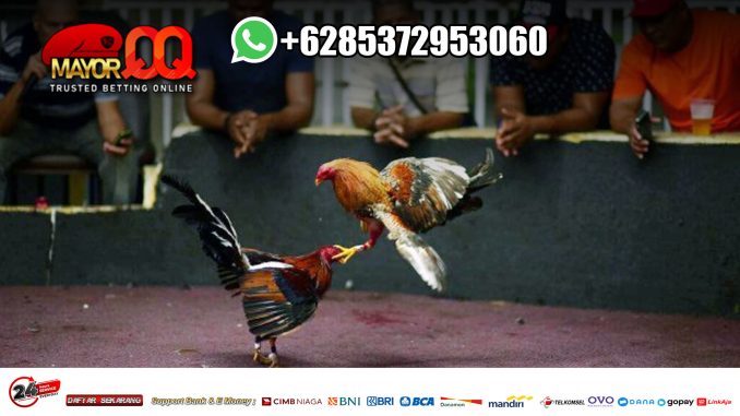 SABUNG AYAM SV388 DEPOSIT PULSA Hkhll