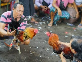 SV388 SABUNG AYAM ONLINE SV388 APK LOGIN TERPERCAYA