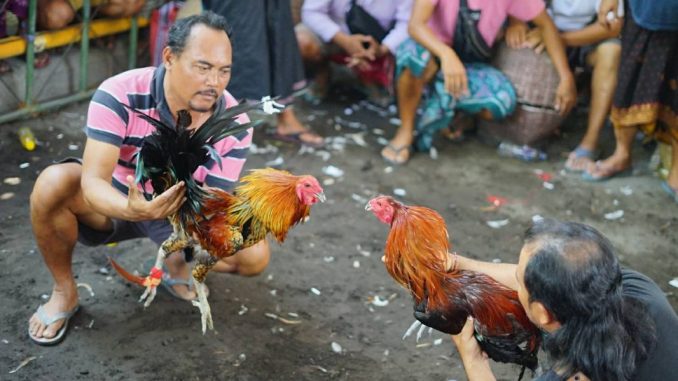 SV388 SABUNG AYAM ONLINE SV388 APK LOGIN TERPERCAYA