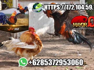 Macam-Macam Game MayorQQ Slot Online Casino Sabung Ayam