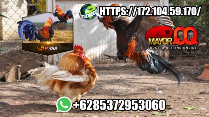 Macam-Macam Game MayorQQ Slot Online Casino Sabung Ayam