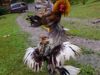 Sabung Ayam Judi Membuat Pertarungan Covid di Thailand Lebih Keras