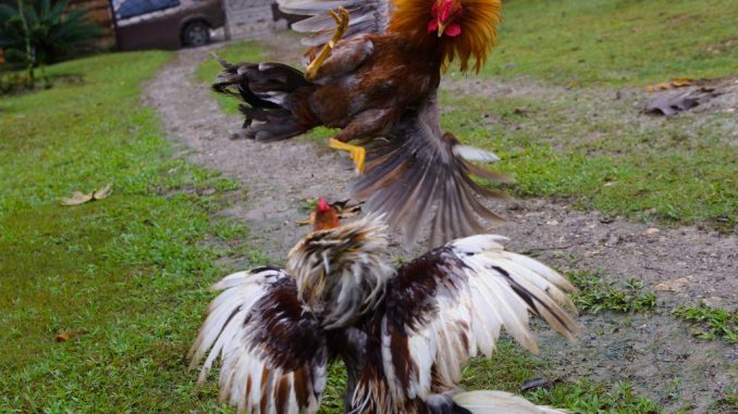 Sabung Ayam Judi Membuat Pertarungan Covid di Thailand Lebih Keras