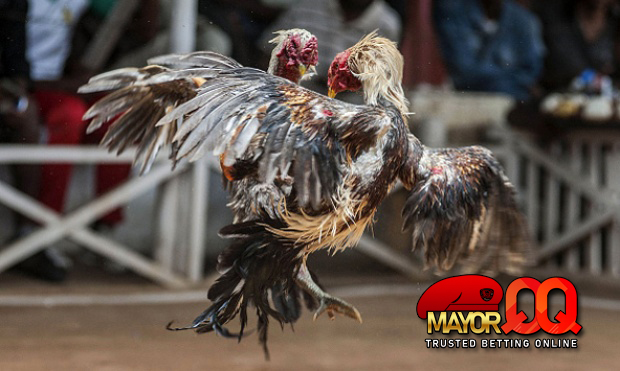 Pernahkah Anda Mendengar Bermain Sabung Ayam SV388 Online?